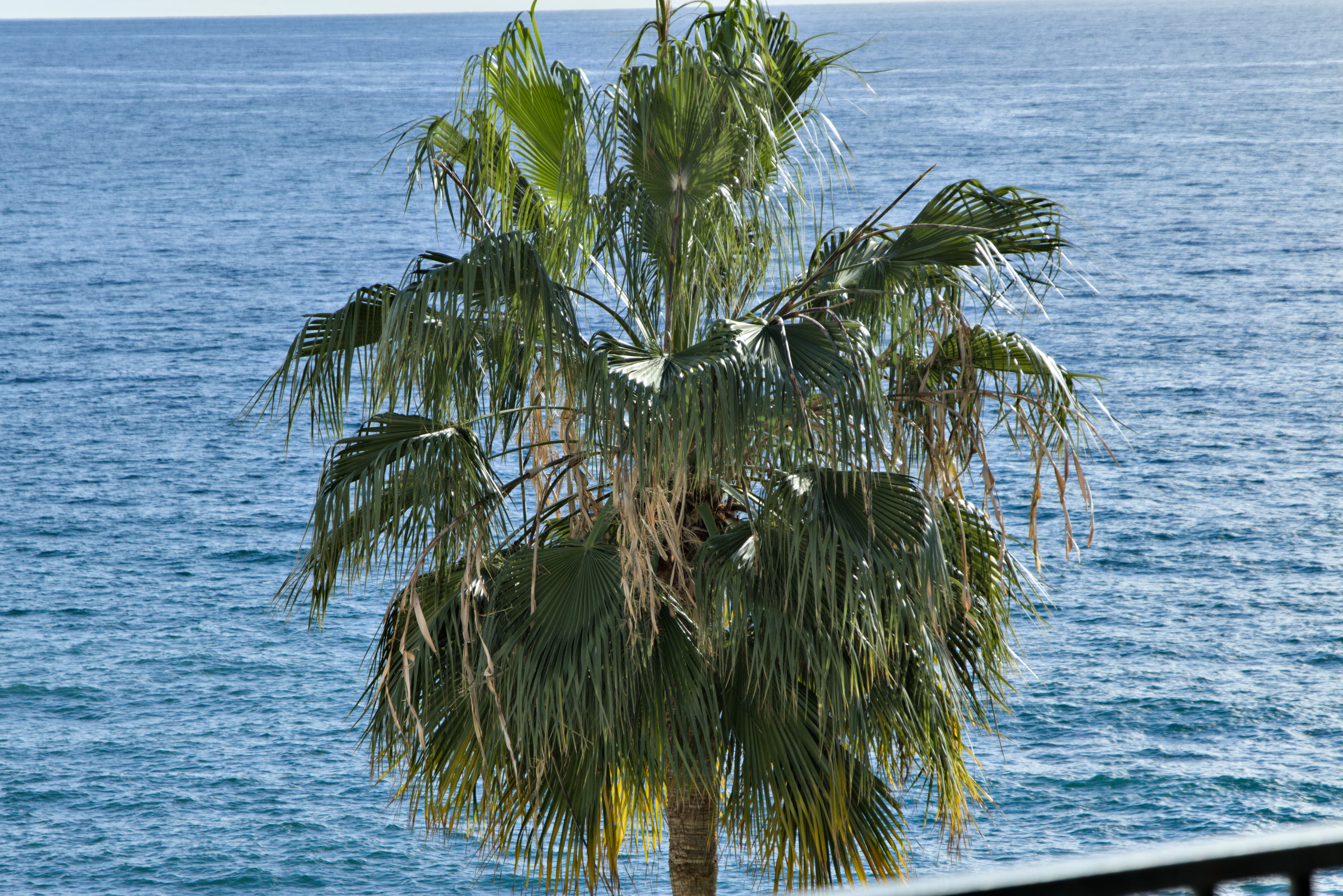 Tamron 28-300mm F3.5-6.3 (EF) - _I4A3586.webp